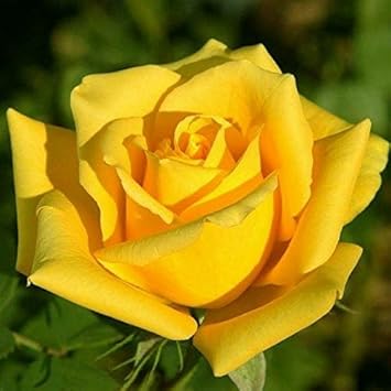 Yellow Rose Planting Seeds For Gorgeous Garden Displays Flower