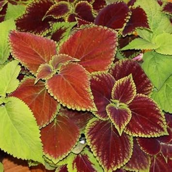 Burgundy Gloxinia Flower Seeds for Planting Compact Growth Heirloom & GMO Free Seeds for Home Garden
 
 Sale for planting in home garden