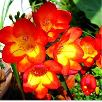 Yellow Orange Freesias Flower seeds for Planting - Fragrant Blossoms, Heirloom & GMO Free Seeds for Home Garden
 
 Sale seeds for planting in home garden