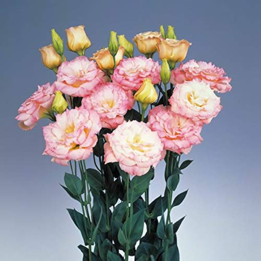 Lisianthus Echo Pink Picotee flower seeds for beautiful blooms