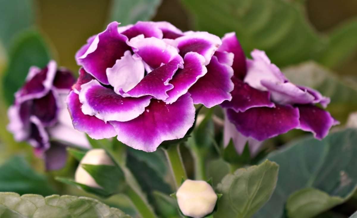 Heirloom (Heirloom Gloxinia) seeds for planting in home garden