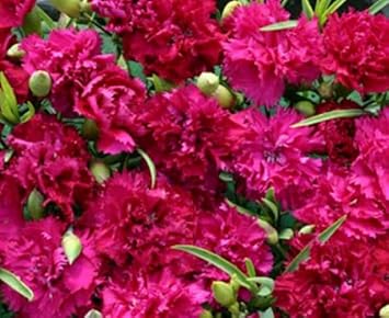 Dark Pink Carnation Flower Seeds For Easy Planting