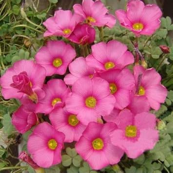 Pink Carpet Oxalis Flower seeds for Planting - Garden Favorite, Heirloom & GMO Free Seeds for Home Garden
 
 Sale seeds for home garden