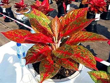 Planting Pack: Aglaonema Mosaic Seeds For Your Garden