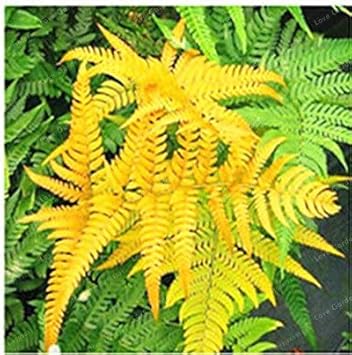 Fern Yellow Seeds - Ideal For Shaded Garden Planting