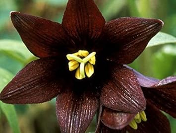 Chocolate Lilly Flower seeds for Planting - Easy to Grow, Heirloom & GMO Free Seeds for Home Garden
 
 Sale for planting in home garden.