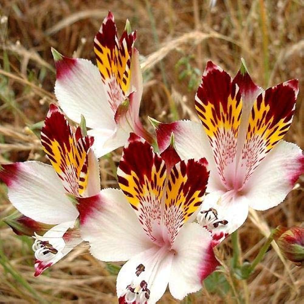 Alstroemeria Peruvian Lily Alstroemeria for planting in flower bed