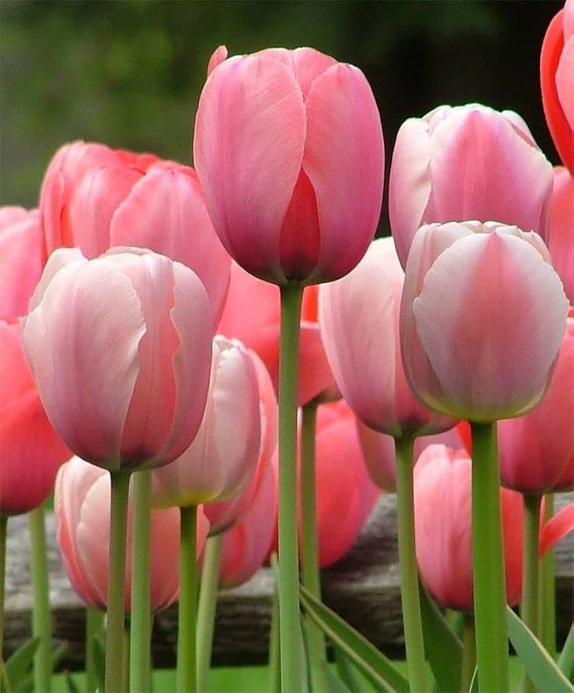 Tulip Tulipa spp. Seeds for planting in flower bed