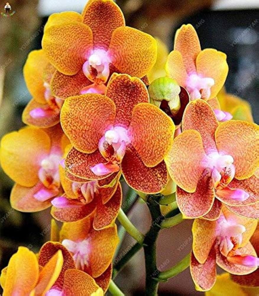 Dark Orange Phalaenopsis Orchid Seeds For Planting Flower