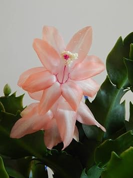 Peach Schlumbergera Flower seeds for Planting - Sun Loving, Heirloom & GMO Free Seeds for Home Garden
 
 Sale seeds for home garden