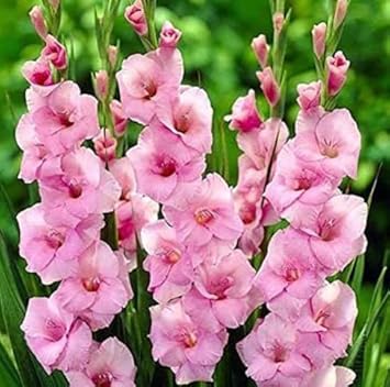 Blue White Gladiolus Flower Seeds for Planting Seasonal Bloomer Heirloom & GMO Free Seeds for Home Garden
 
 Sale for planting in home garden