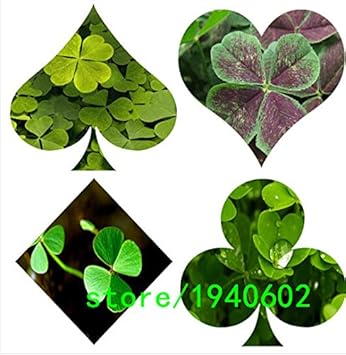 Green Purple Oxalis Corymbosa Flower seeds for Planting - Wildflower Mix, Heirloom & GMO Free Seeds for Home Garden
 
 Sale for planting in home garden