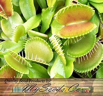 Green Venus Fly Trap Flower seeds for Planting - Wildflower Mix, Heirloom & GMO Free Seeds for Home Garden
 
 Sale for planting in home garden.