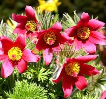 Bold Red Anemone Pulsatilla Seeds For Planting Flower