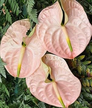 Light Orange Dahlia Flower Seeds for Planting Fragrant Blossoms Heirloom & GMO Free Seeds for Home Garden
 
 Sale for planting in home garden