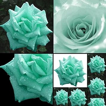 Sea Green Rose Flower seeds for Planting - Drought Tolerant, Heirloom & GMO Free Seeds for Home Garden
 
 Sale seeds for home garden