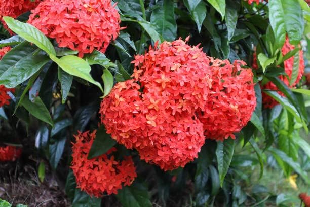 Ixora Flower seeds for Planting - Fragrant Blossoms, Heirloom & GMO Free Seeds for Home Garden
 
 Sale seeds for home garden