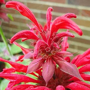 Bee Balm Plant Monarda didyma for planting in flower bed