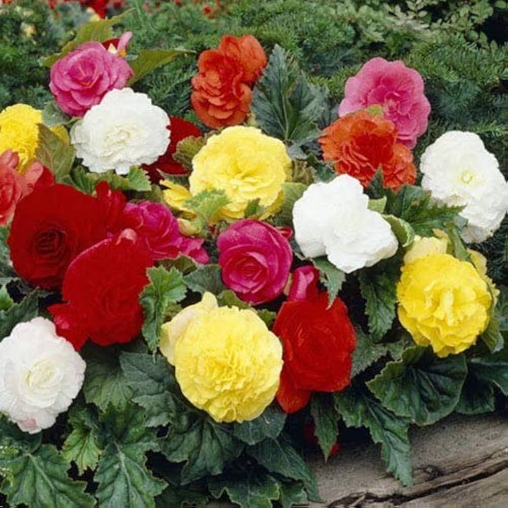 Begonia Begonia spp. Seeds for planting in flower bed