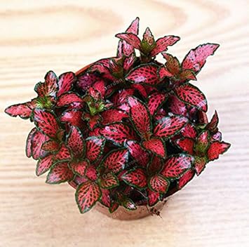 Red Fittonia Verschaffeltii Flower seeds for Planting - Easy to Grow, Heirloom & GMO Free Seeds for Home Garden
 
 Sale seeds for home garden