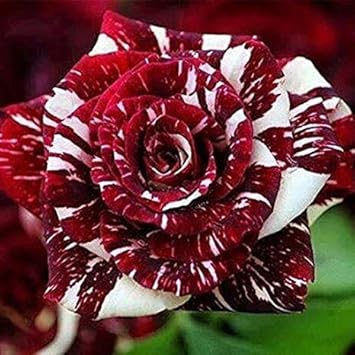 White Fragrant Clove Flower Seeds for Planting Long Bloom Season Heirloom & GMO Free Seeds for Home Garden
 
 Sale for planting in home garden