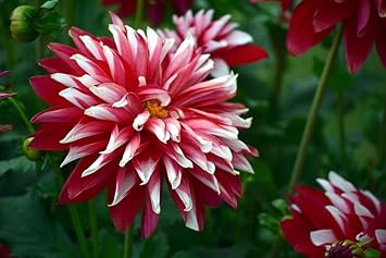 Deep Red White Chrysanthemum Flower seeds for Planting - Compact Growth, Heirloom & GMO Free Seeds for Home Garden
 
 Sale for planting in home garden.