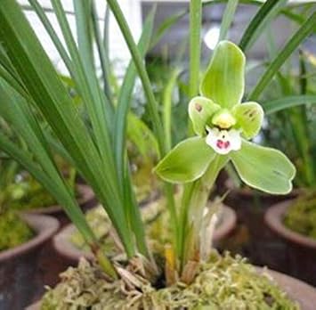 Cream Rosa Xanthina Flower Seeds for Planting Wildflower Mix Heirloom & GMO Free Seeds for Home Garden
 
 Sale for planting in home garden