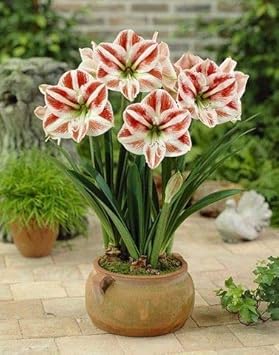 Purple Calathea Warscewiczii Flower Seeds for PlantingHeirloom & NonGMO Seeds Vibrant Colors 
 
 Sale for planting in home garden