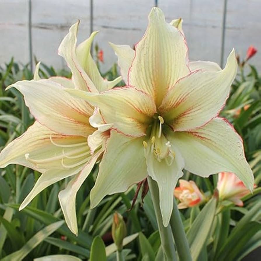 Hippeastrum Rutilum Flower seeds for Planting - Easy to Grow, Heirloom & GMO Free Seeds for Home Garden
 
 Sale seeds for planting in home garden