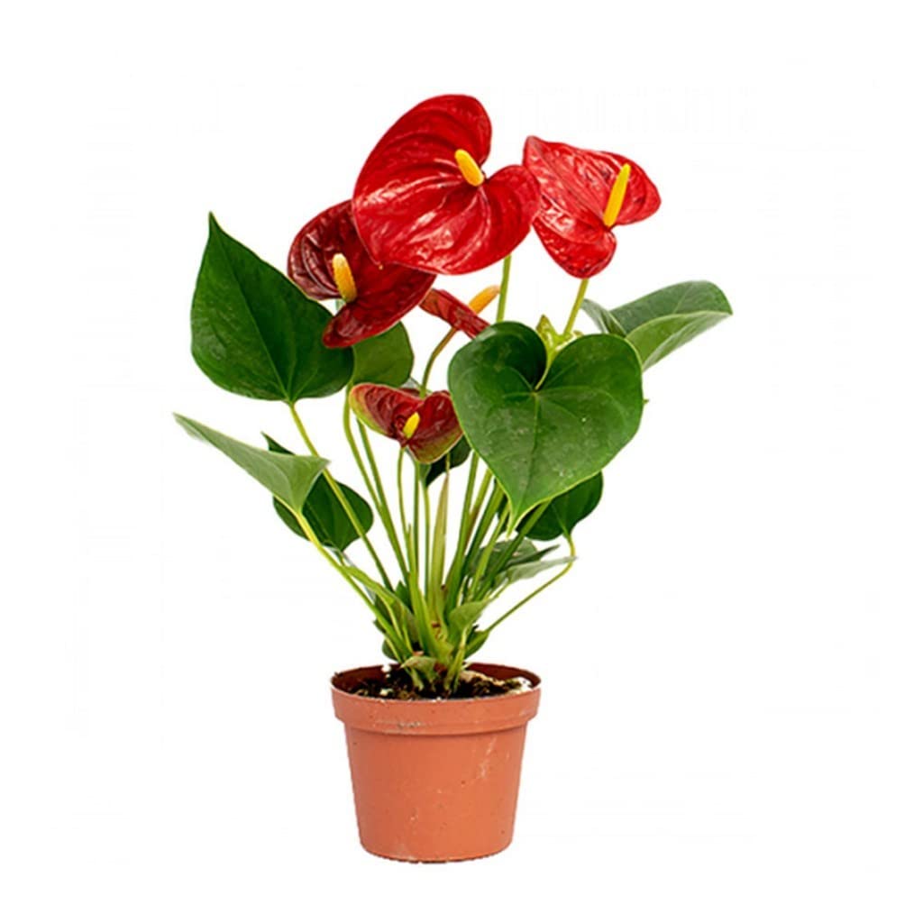 Exotic Anthurium Seeds For Planting