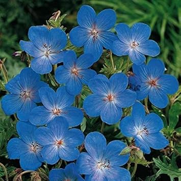 Blue Geraniums Flower seeds for Planting - Easy to Grow, Heirloom & GMO Free Seeds for Home Garden
 
 Sale for planting in home garden