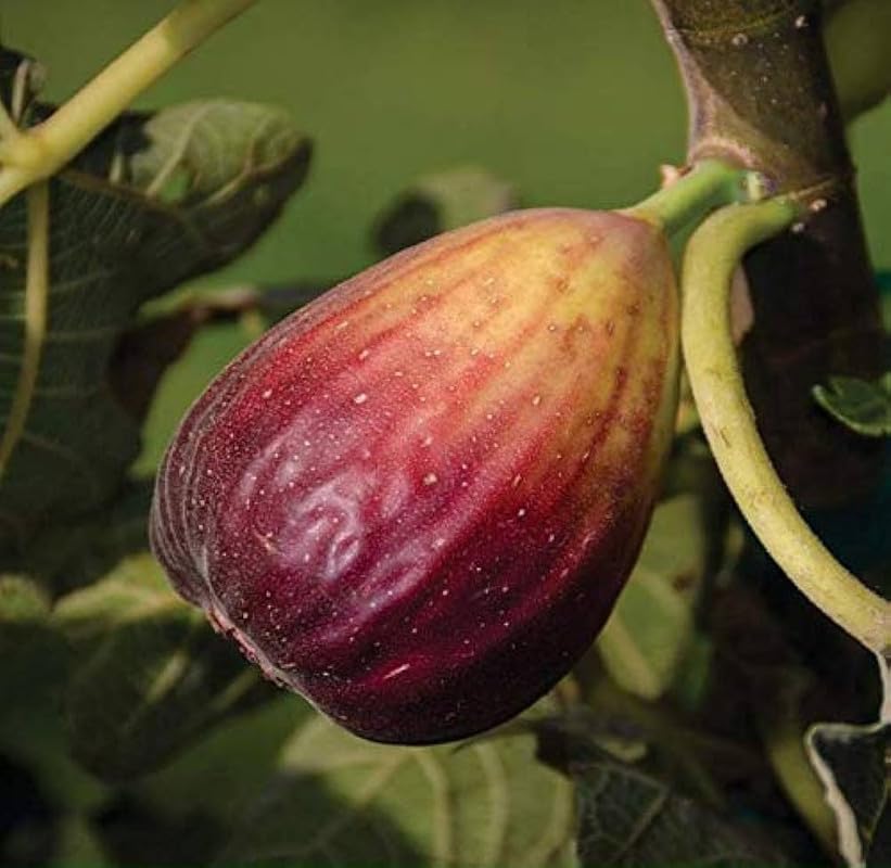 Tropical Figs Mini Tree for garden