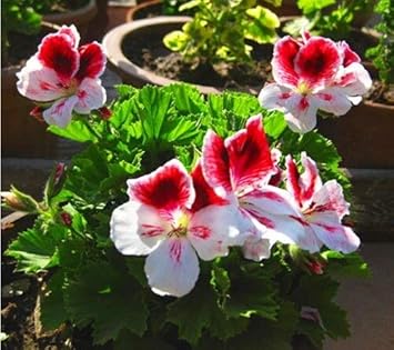 Light Yellow Univalve Geranium Flower seeds for Planting - Sun Loving, Heirloom & GMO Free Seeds for Home Garden
 
 Sale seeds for home garden