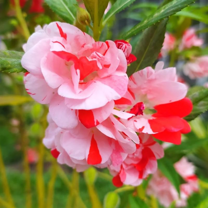 Full Pink Balsamine Flower seeds for Planting - Long Bloom Season, Heirloom & GMO Free Seeds for Home Garden
 
 Sale seeds for planting in home garden