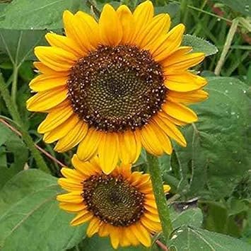 Yellow Sunflower Flower seeds for Planting - Low Maintenance, Heirloom & GMO Free Seeds for Home Garden
 
 Sale seeds for home garden