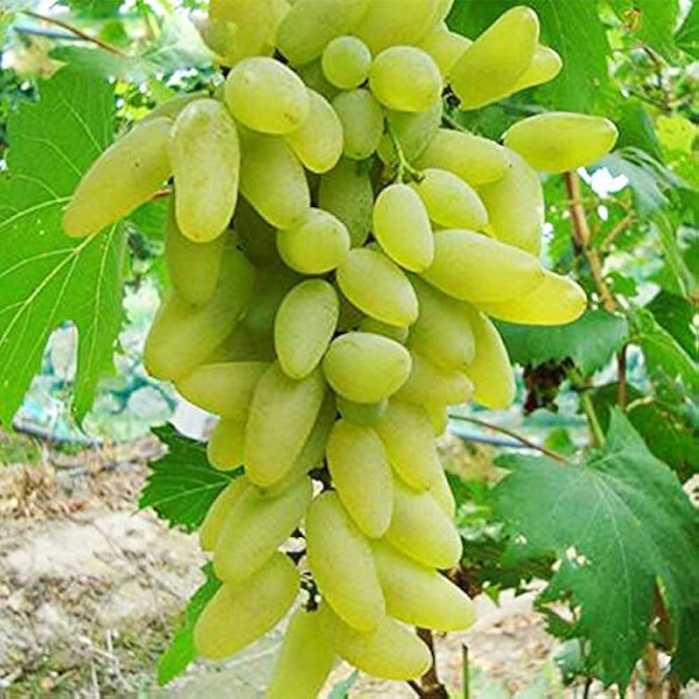 Rare Finger Grape Seeds Delicious Fruit