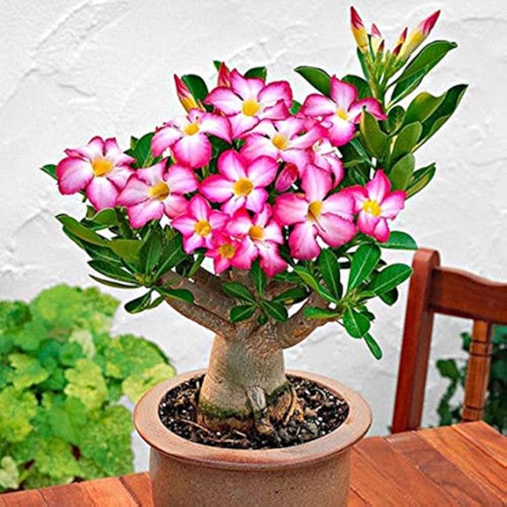 Light Pink Adenium Obesum Flower Seeds For Easy Planting