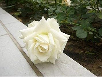 Orange White Orchid Flower Seeds – Garden Favorite Heirloom & NonGMO Seeds for Home Garden
 
 Sale for planting in home garden