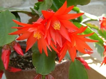 Deep Red Schlumbergera Flower seeds for Planting - Premium Quality, Heirloom & GMO Free Seeds for Home Garden
 
 Sale seeds for planting in home garden