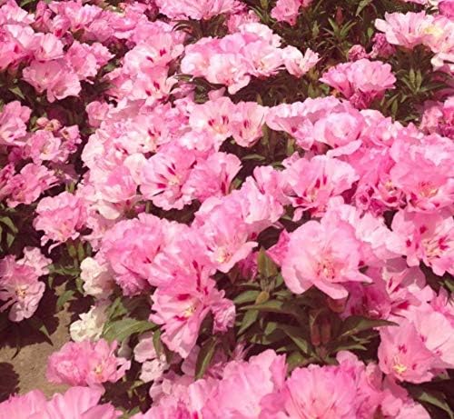 Godetia Sommerazalee seeds for pink blooms