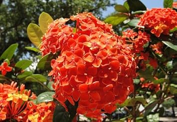 Orange Hydrangea Flower Seeds Planting Kit