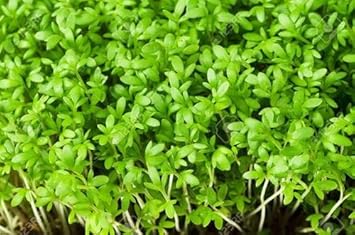 Rock Cress Flower Seeds Lime Green Planting