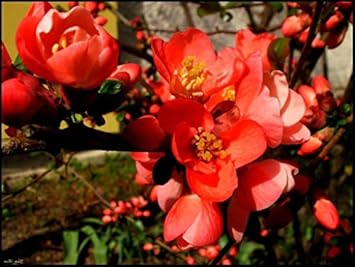 Orange Quince Flower seeds for Planting - Premium Quality, Heirloom & GMO Free Seeds for Home Garden
 
 Sale seeds for home garden