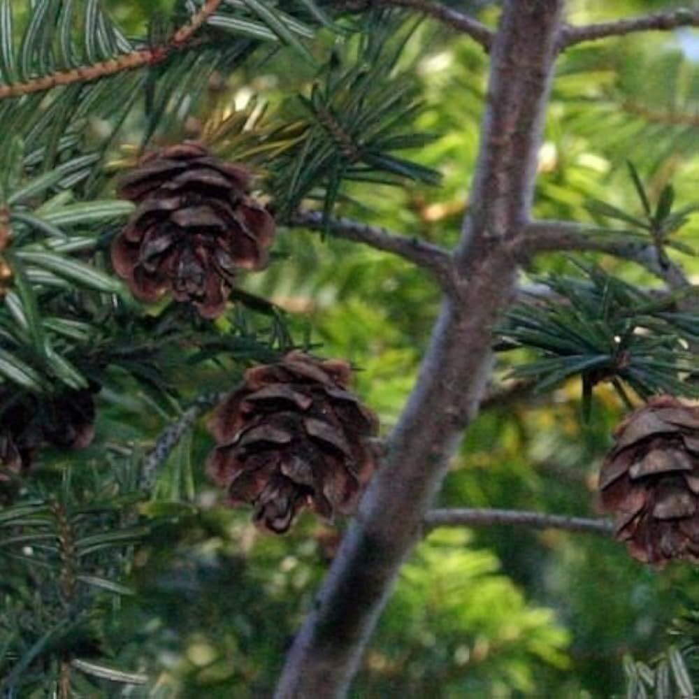 Eastern Hemlock Tsuga canadensis for planting in urban garden