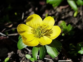 Fresh Winterling Flower seeds for Planting - Fragrant Blossoms, Heirloom & GMO Free Seeds for Home Garden
 
 Sale seeds for planting in home garden