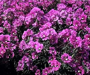 Clarkia Passion Viola seeds for beautiful violet blooms