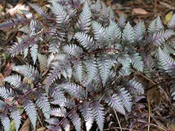 MultiColour Hanging Petunia Flower Seeds for Planting Heirloom NONGMO Easy to Grow Garden Blooms 
 
 Sale for planting in home garden