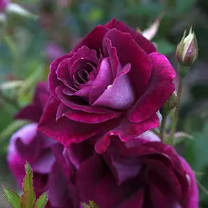 Burgundy Rose Planting Seeds Flower