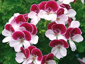 Red White Pelargonium Flower seeds for Planting - Long Bloom Season, Heirloom & GMO Free Seeds for Home Garden
 
 Sale for planting in home garden