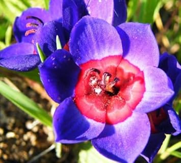 Pink Egg Flower Seeds for Planting and Garden Compact Growth Heirloom & GMO Free Seeds for Home Garden
 
 Sale for planting in home garden